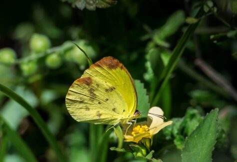 Dina Yellow butterfly perched on top of a small flower