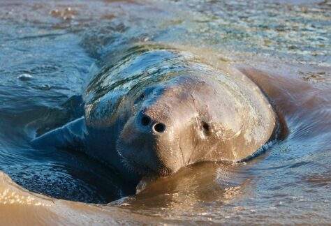 A manatee in the water.